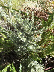 Amphithalea fourcadei