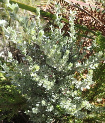 Amphithalea fourcadei