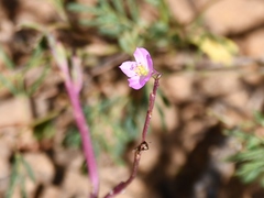 Talinum fruticosum