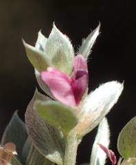 Amphithalea fourcadei