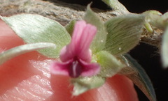 Amphithalea fourcadei