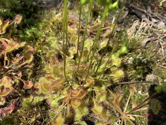 Drosera rotundifolia