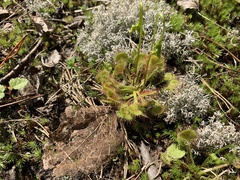 Drosera rotundifolia