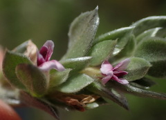 Amphithalea fourcadei