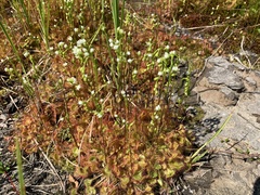 Drosera rotundifolia