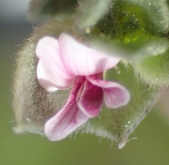 Amphithalea fourcadei