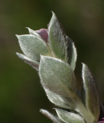 Amphithalea fourcadei