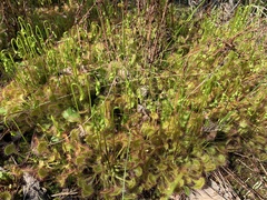 Drosera rotundifolia
