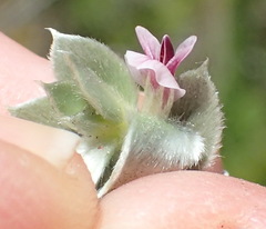 Amphithalea fourcadei