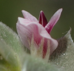 Amphithalea fourcadei