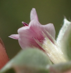 Amphithalea fourcadei