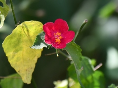 Hibiscus phoeniceus