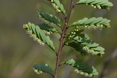 Phyllanthus polyphyllus