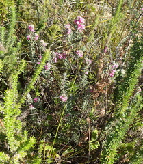 Indigofera rhodantha