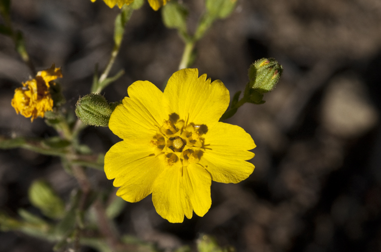 Deinandra kelloggii