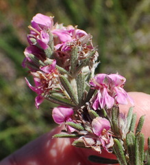 Indigofera rhodantha