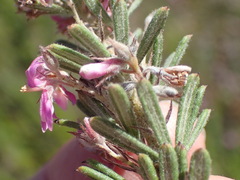 Indigofera rhodantha