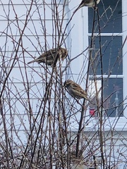 Passer domesticus