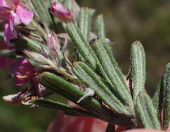 Indigofera rhodantha