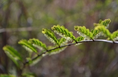 Phyllanthus polyphyllus