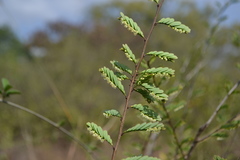 Phyllanthus polyphyllus