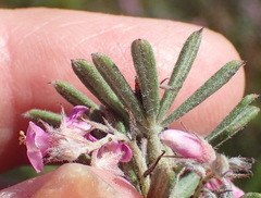 Indigofera rhodantha