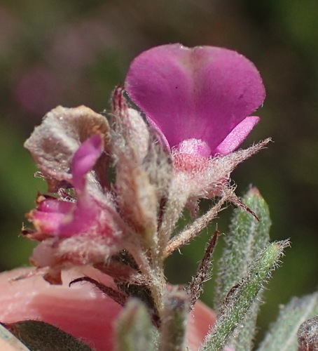 Image of Indigofera rhodantha by (c) Nicola van Berkel, some rights reserved (CC BY-SA)