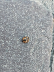 Harmonia axyridis