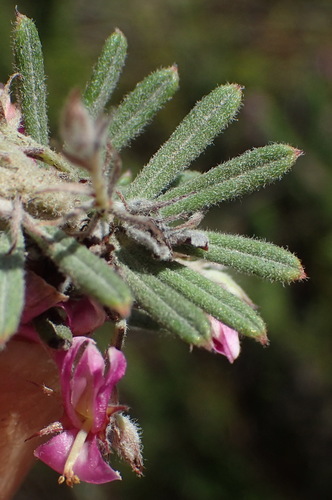 Image of Indigofera rhodantha by (c) Nicola van Berkel, some rights reserved (CC BY-SA)