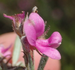 Indigofera rhodantha