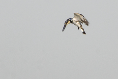 Ceryle rudis rudis
