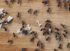 Technomyrmex jocosus