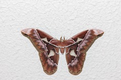 Rothschildia speculifer