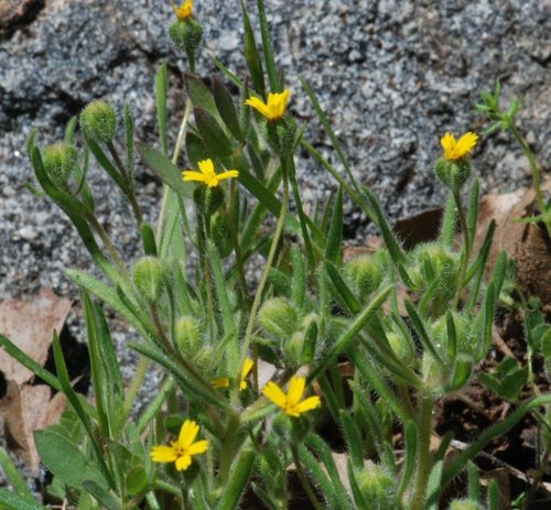Yosemite tarweed (Jensia yosemitana)