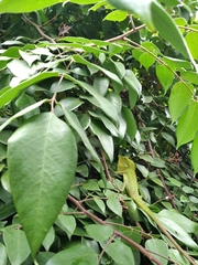 Bronchocela jubata
