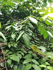 Bronchocela jubata