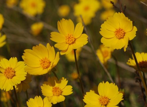 Stillman's tickseed (Coreopsis stillmanii)