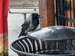 Corvus cornix