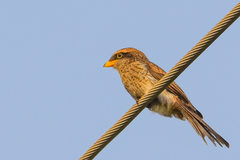 Lanius corvinus