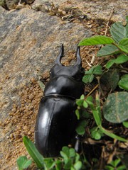 Prosopocoilus serricornis