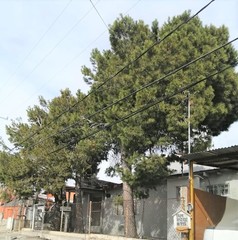 Pinus halepensis
