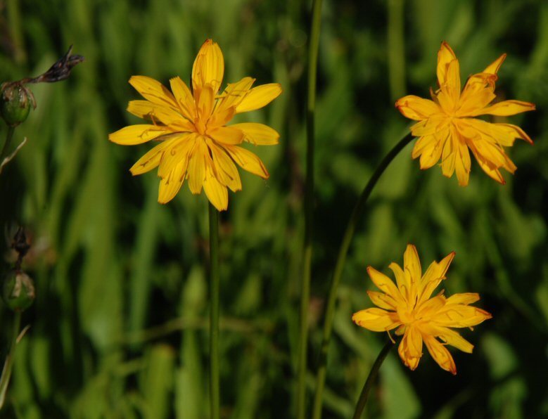 Phalacroseris