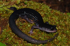 Plethodon amplus