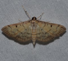 Herpetogramma fluctuosalis