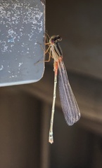 Xanthagrion erythroneurum