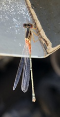 Xanthagrion erythroneurum