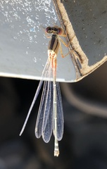 Xanthagrion erythroneurum
