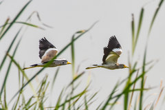 Vanellus senegallus