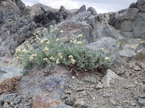 Artemisia albicans Sòn.Garcia, Garnatje, Mc Arthur, Pellicer, S.C.Sand. & Vallès-Xirau
