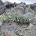 Artemisia albicans - Photo (c) Matt Lavin,  זכויות יוצרים חלקיות (CC BY-SA)